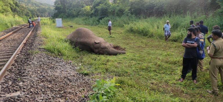 Is Indian Railways Turning into a Killing Zone for Elephants?    Santanu Basu