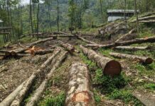 North Bengal Reserved forestry is on the brink of ruin.
