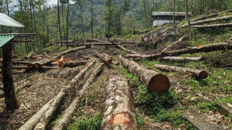   North Bengal  Reserved forestry is on the brink of ruin.