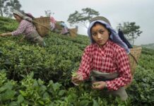 Can Darjeeling Tea Maintain Its Reputation? Can Darjeeling Tea Maintain Its Reputation?