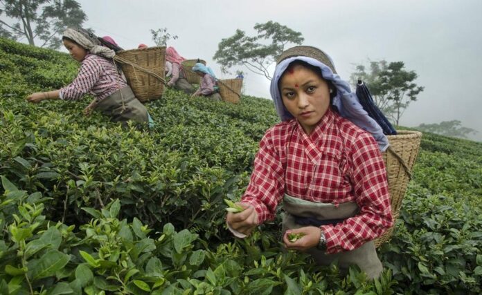Can Darjeeling Tea Maintain Its Reputation?