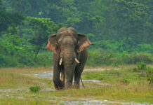 Man–Elephant Clash in North Bengal Forests Claims Two Lives. elehent-acident-lokbarta