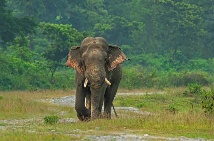 elehent-acident-lokbarta