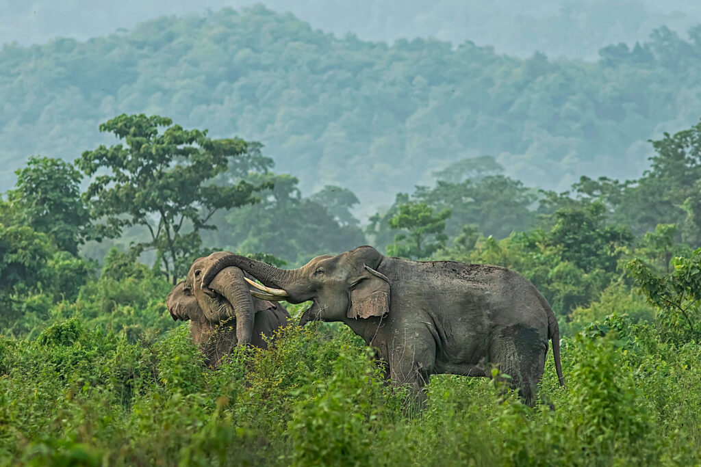 elephent-northbengal